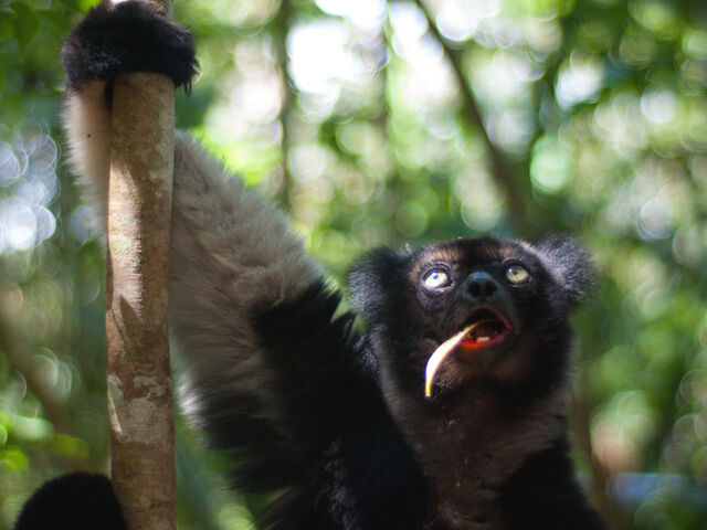 Lemur auf einem Baum